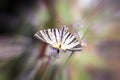 Scarce swallowtail white striped butterfly on a lavender flower detail, beautiful nature bokeh, radial blur Royalty Free Stock Photo