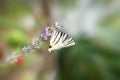 Scarce swallowtail white striped butterfly on a lavender flower detail, beautiful nature bokeh, radial blur Royalty Free Stock Photo