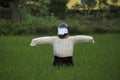 Scare crow with helmet on paddy fields