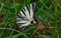 Scare swallowtail