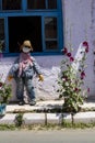 Scarecrow and beautiful purple flowers in front of the house, blue window Royalty Free Stock Photo