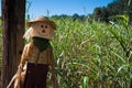 Scarecrow by a corn maze