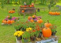 scarecrow couple on old retro farm plow with pumpkins and Chrysanthemums