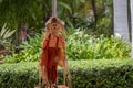 Scarecrow decorating the front garden for halloween