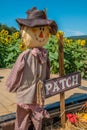 Scarecrow decoration in a sunflower field Royalty Free Stock Photo