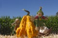 Scarecrow and Decorative Pumpkin with Blue Green corn and Blue sky Royalty Free Stock Photo