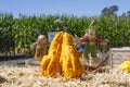 Scarecrow and Decorative Pumpkin with Blue Green corn and Blue sky Wide Royalty Free Stock Photo