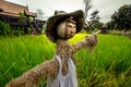 A scarecrow wearing Thai clothes in a rice paddy with Thai house in the background.