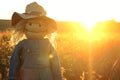 scarecrow dressed in overalls, backlight by sunset in field Royalty Free Stock Photo