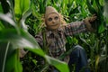 scarecrow dressed in plaid shirt and jeans amidst corn stalks Royalty Free Stock Photo