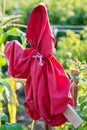 A scarecrow dressed in a red suit stands in the field. Scarecrow in the Garden Royalty Free Stock Photo