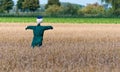 Scarecrow in a Dutch cornfield Royalty Free Stock Photo