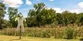 Scarecrow in front of a sweet corn field - horizontal