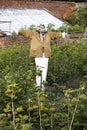 Scarecrow in a fruit garden