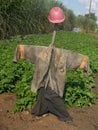 Scarecrow in a garden.