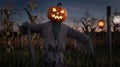 Scarecrow With Pumpkin Head Stands in the Cornfield at Night Royalty Free Stock Photo