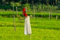 SCARECROW IN GREEN JASMINE RICE FIELD Royalty Free Stock Photo