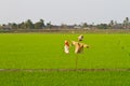 Scarecrow in the green rice field