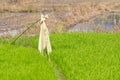 Scarecrow in green rice field Royalty Free Stock Photo