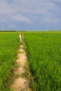 Scarecrow in green rice field with beauty sky Royalty Free Stock Photo