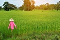 Scarecrow in green rice field Royalty Free Stock Photo