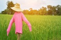 Scarecrow in green rice field Royalty Free Stock Photo