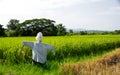 Scarecrow in the green rice fields