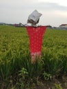 A Scarecrow guarding the field rice Royalty Free Stock Photo