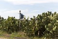 Scarecrow Guarding A Patch Of Unkept Cactus In Regional Australia