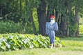 Scarecrow Guarding Vegetable Patch