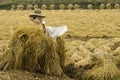 Harvested rice fields and scarecrow, South Korea Royalty Free Stock Photo