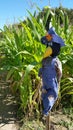 Scarecrow With A Head Of A Crow Royalty Free Stock Photo