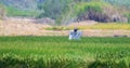 Scarecrow in the middle of a rice field in Panama Royalty Free Stock Photo