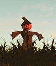 Scarecrow pumpkin in corn field Royalty Free Stock Photo