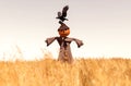 Scarecrow pumpkin in field Royalty Free Stock Photo