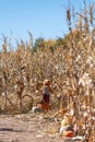 A scarecrow with a pumpkin head stands at the entrance of a corn maze Royalty Free Stock Photo