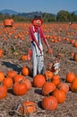 Scarecrow in Pumpkin Patch Royalty Free Stock Photo