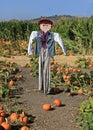 Scarecrow pumpkin patch Royalty Free Stock Photo