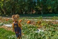 Scarecrow in a pumpkin patch Royalty Free Stock Photo