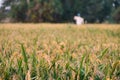 Scarecrow and rice ears in a paddy field Royalty Free Stock Photo