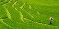 Scarecrow in rice field Royalty Free Stock Photo