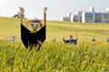 Scarecrow on the rice field Royalty Free Stock Photo