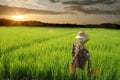 Scarecrow Rice field Royalty Free Stock Photo