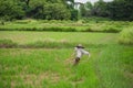 scarecrow in rice field Royalty Free Stock Photo