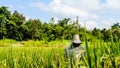 Scarecrow in rice field background of forest and sky