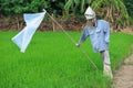 Scarecrow at rice field, prevent bird eat rice seeds Royalty Free Stock Photo