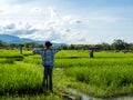 Scarecrow in rice field Royalty Free Stock Photo