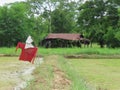 The Scarecrow in rice fields and shacks. Thailand