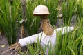 Scarecrow in rice paddy field Royalty Free Stock Photo