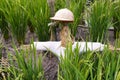 Scarecrow in rice paddy field Royalty Free Stock Photo